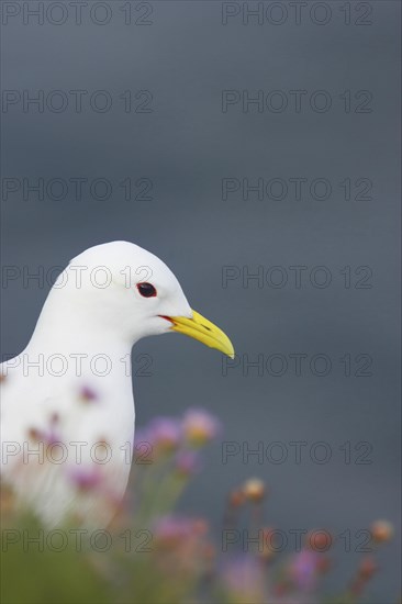 Larus tridactylus