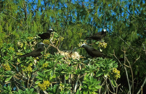 Black Noddy