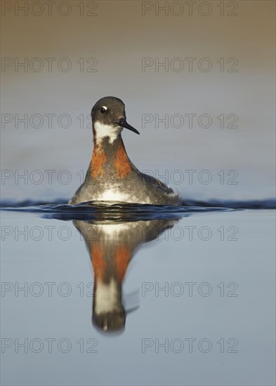 Red-necked Phalarope