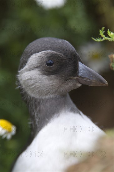 Puffin