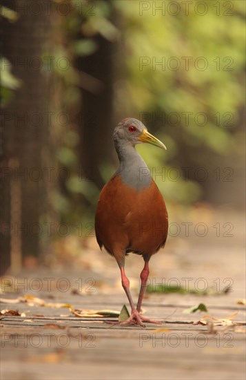 Grey-necked wood rail