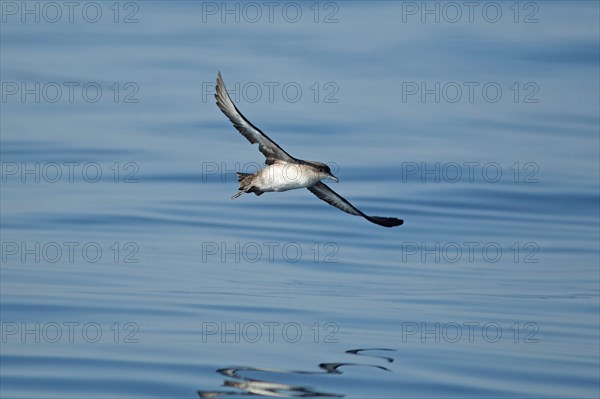 Balearic Shearwater