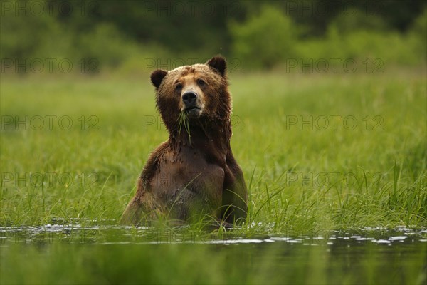 Grizzly Bear