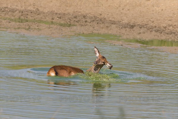 Red deer