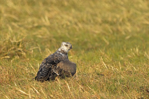 Martial eagle