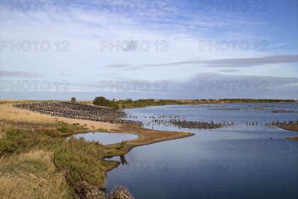 Looking north from the Sanctuary hide at RSPB Snettisham over oystercatchers and greylag geese roosting on the autumn tide