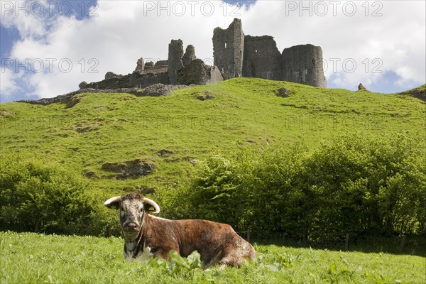 Domestic Cattle