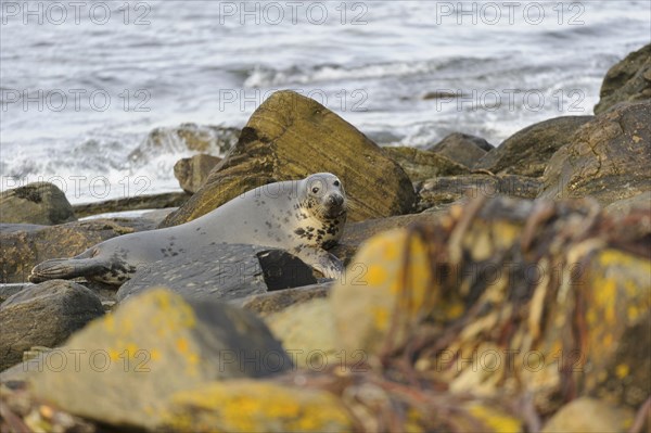 Grey Seal