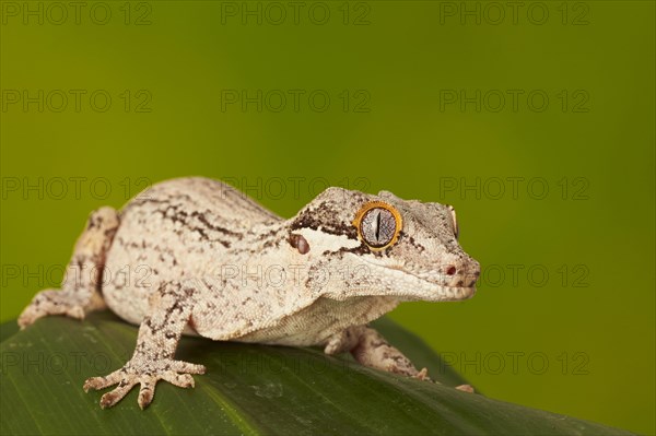 Gargoyle gecko