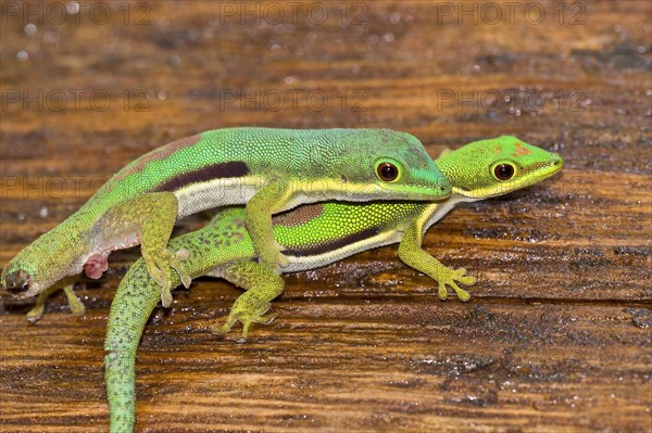 Green Gecko