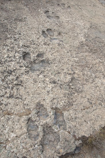 Dinosaur footprints in fossilised riverbed