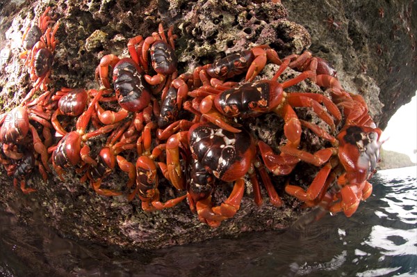 Christmas island red crab