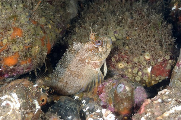 Blennius gattorugine