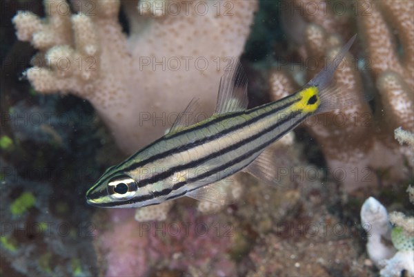 Cardinalfish