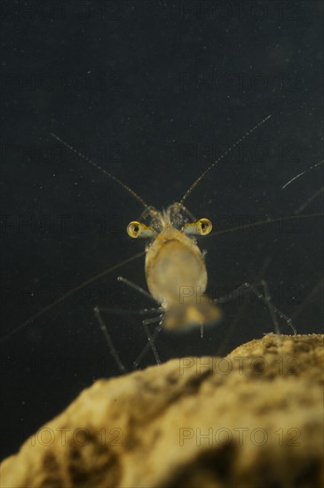 Pond Shrimp