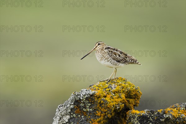 Common Snipe