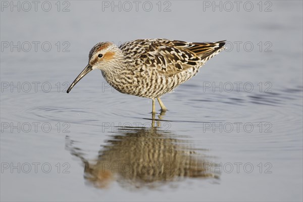 Stilt Sandpiper