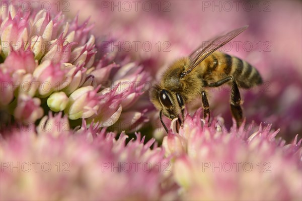 Western Honey Bee