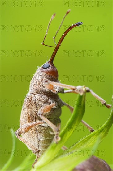 Chestnut Weevil