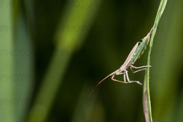 Grass bug