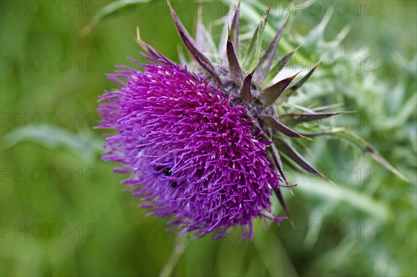 Musk Thistle