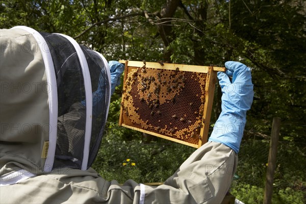 Bee keeping