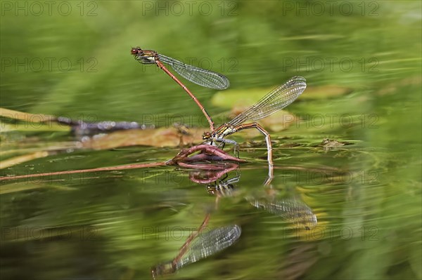 Early damselfly