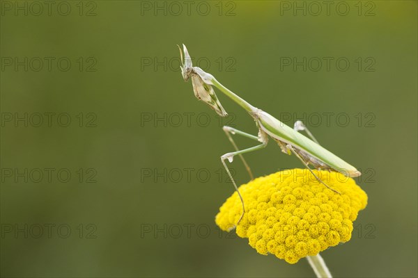 Conehead Mantis