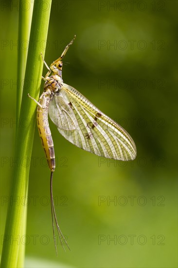 Mayfly