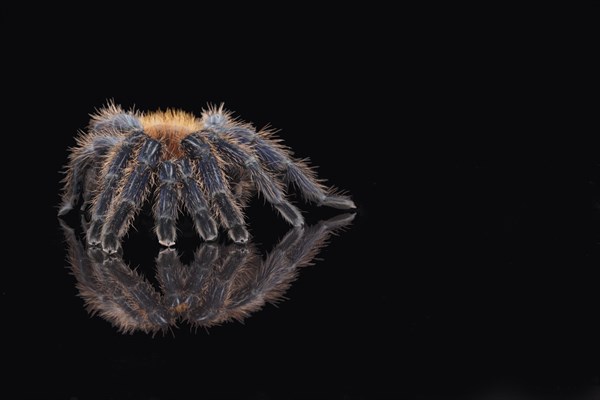 Greenbottle blue tarantula