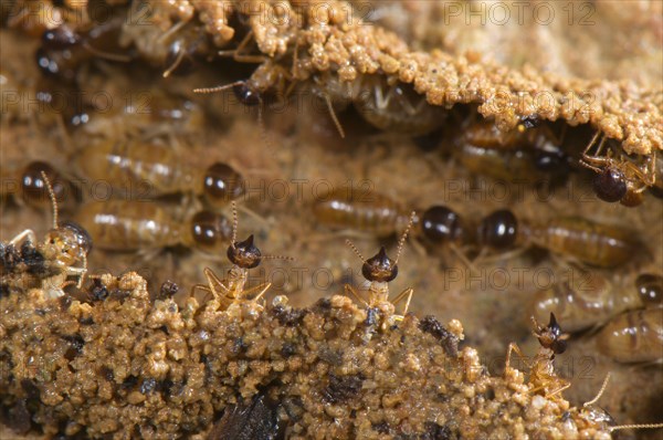 Adult long-nosed termites