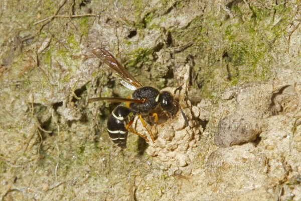 Fen Mason Wasp