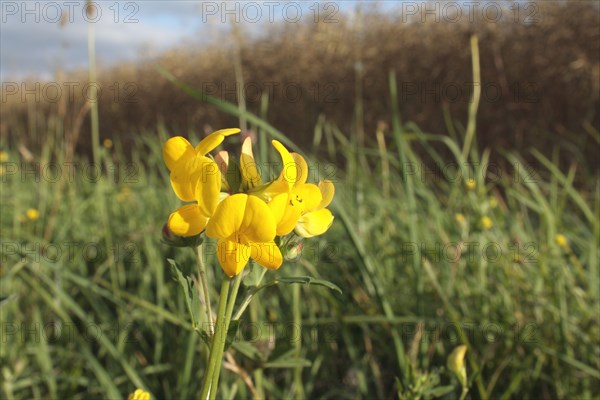 Bird's-foot Trefoil