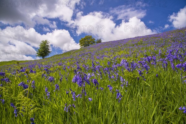 Bluebell