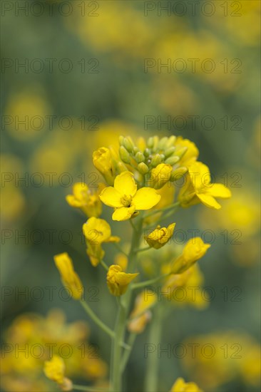 Oilseed Rape