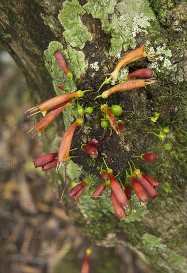 Tree Fuchsia