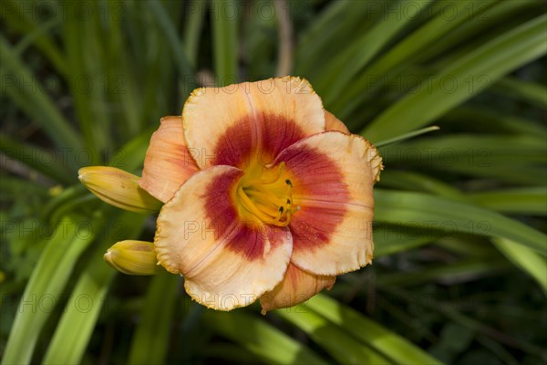 Day Lily