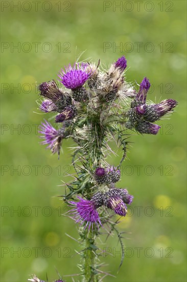 Marsh thistle