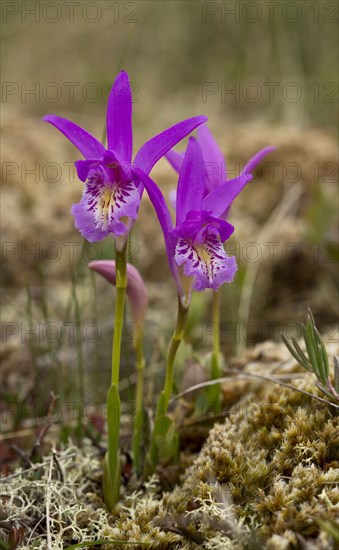 Flowering dragon's mouth