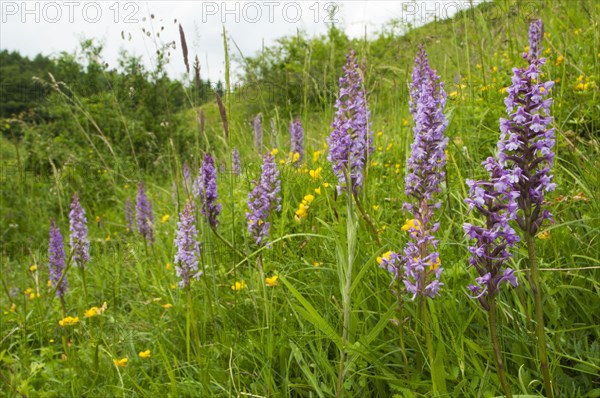 Fragrant Orchid