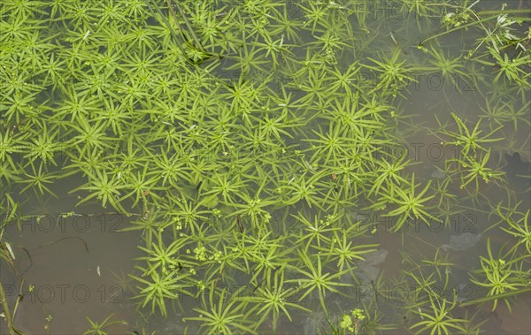 Pedunculate Water-starwort