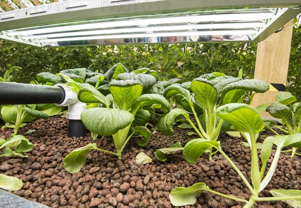 Pak choi grows in aquaponics unit