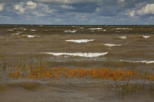 Scirpus maritimus