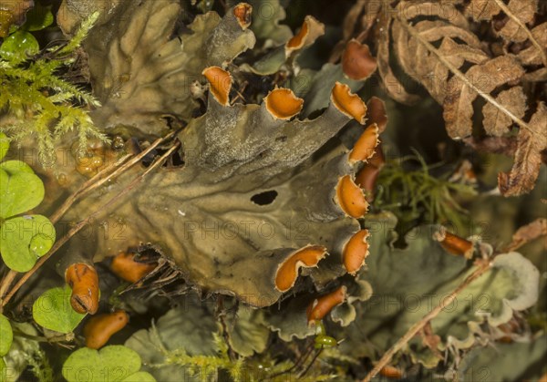 Flat-fruited furry lichen
