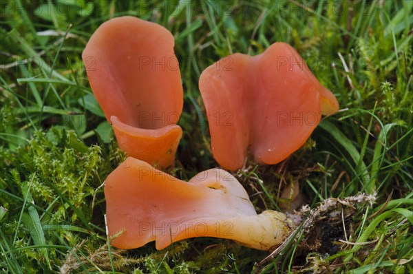 Salmon Salad Fungus