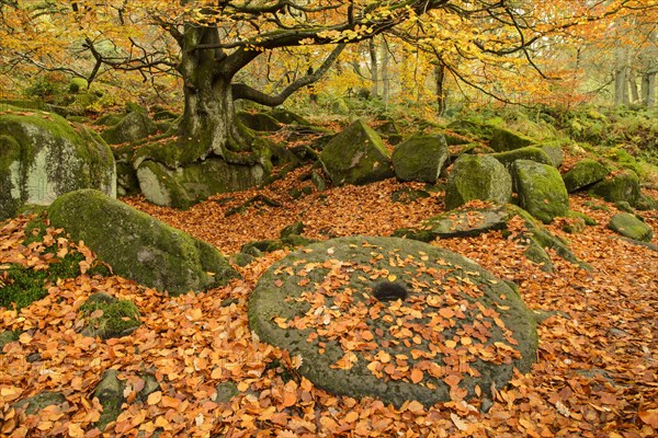 Abandoned millstone and Common Beech