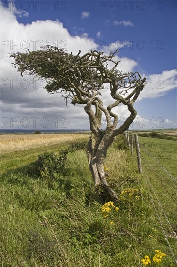 Common Hawthorn