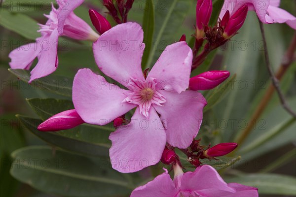 Oleander flower