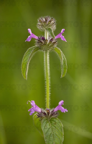 Wild Basil