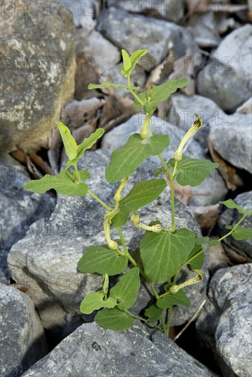 Iberian Dutchman's Pipe